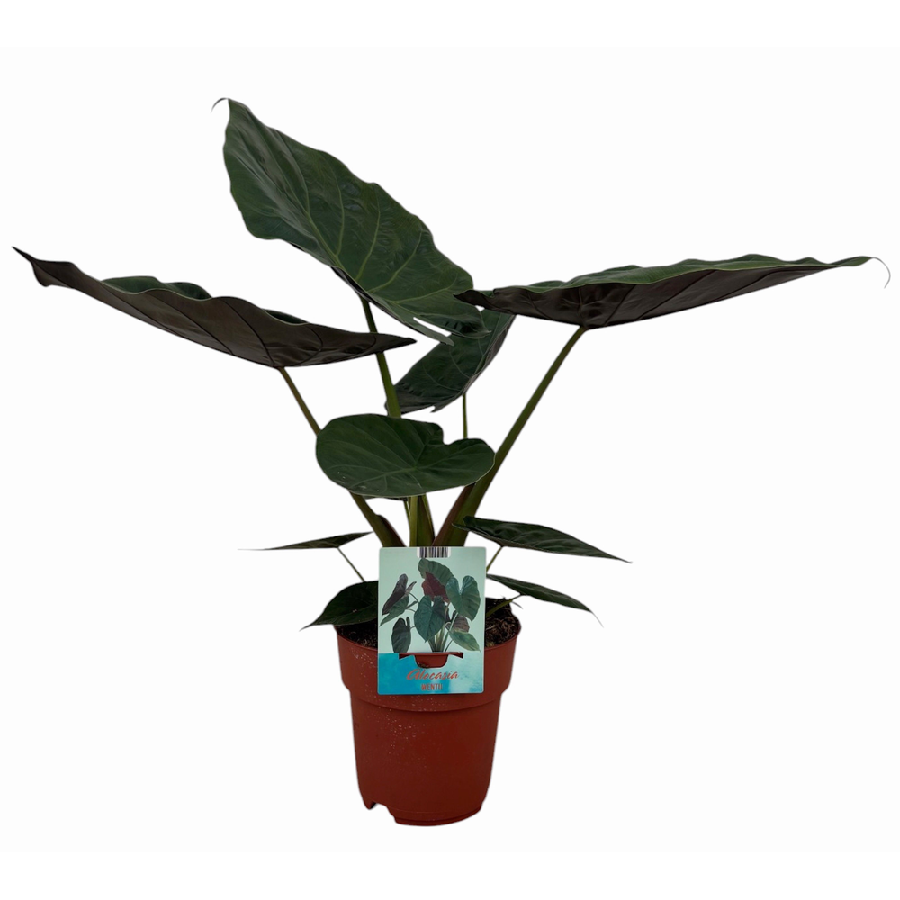 Alocasia Wentii.
