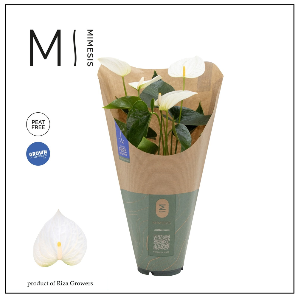 Anthurium - KARMA White | 12cm | ECO/KRAFT SLEEVE.