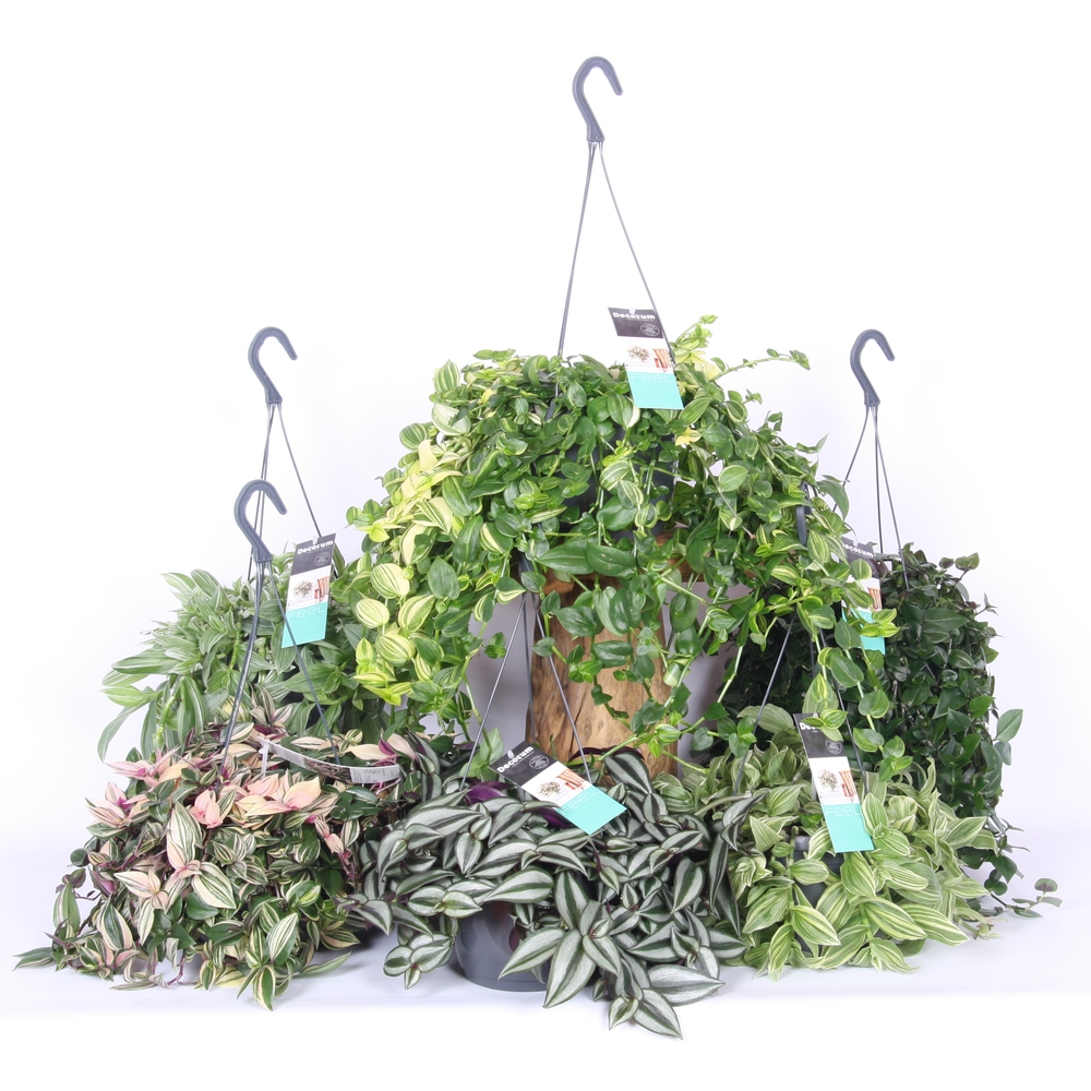 Tradescantia Mixkar.