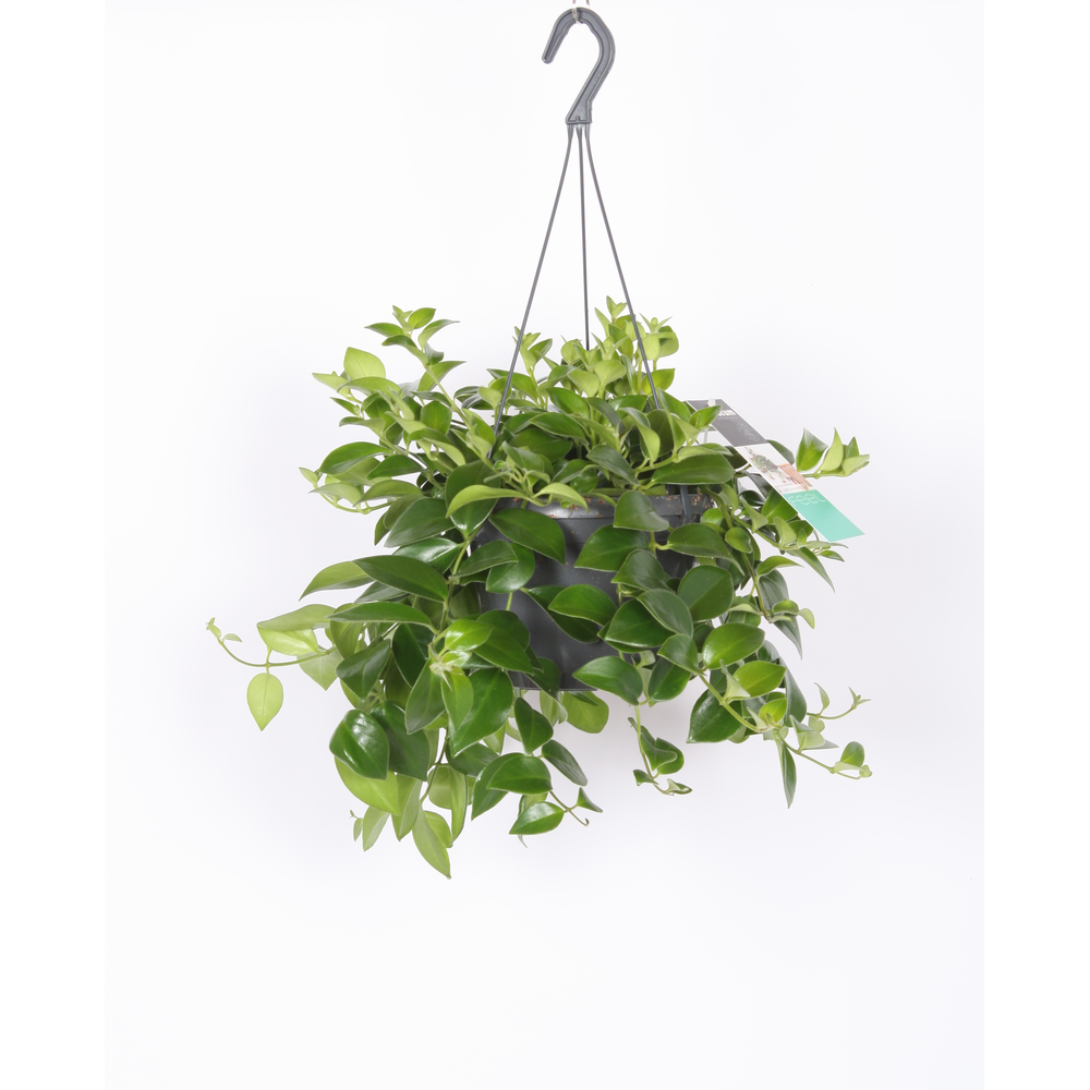 Aeschynanthus Mona Lisa zonder bloem.