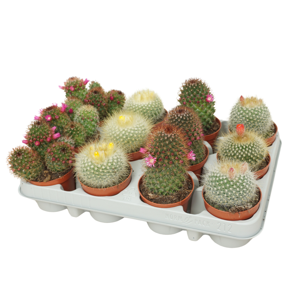 Cactus mix 8,5 cm bloeiend.