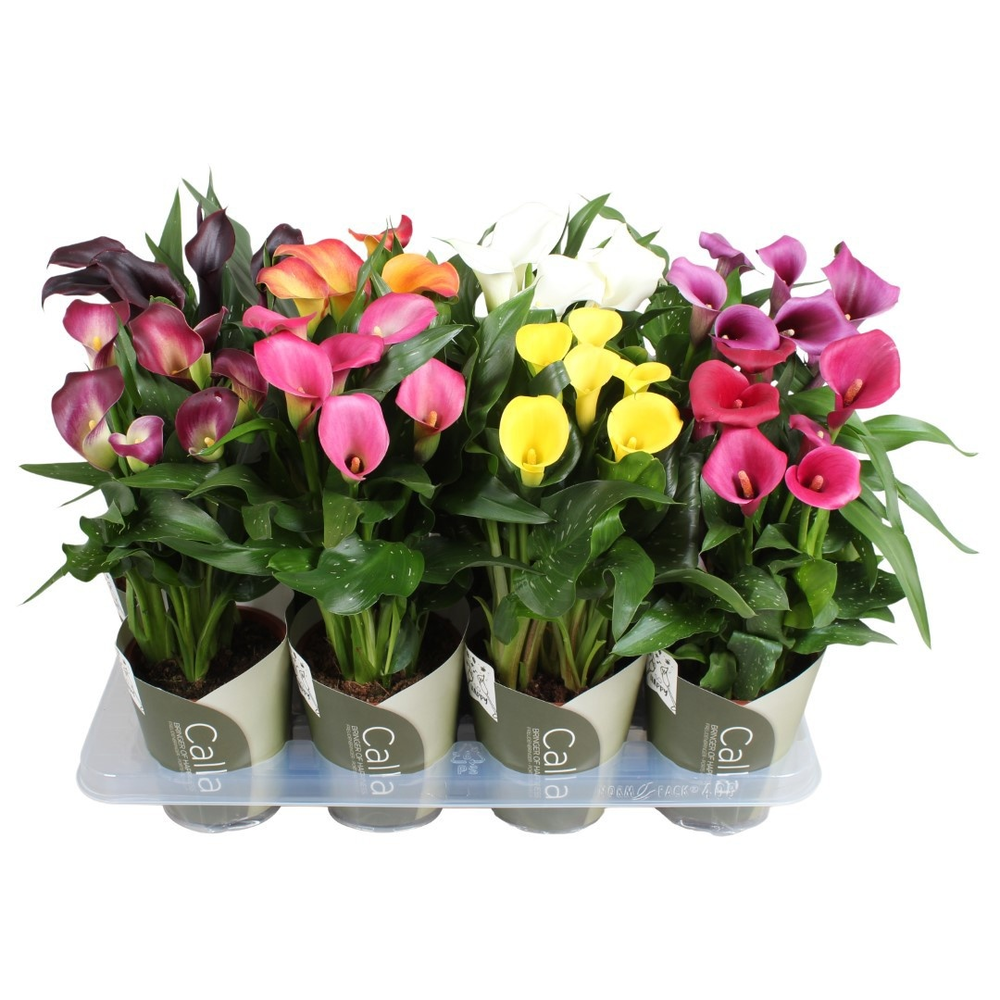 Zantedeschia gemengd SoHappyCalla mix met groene p.