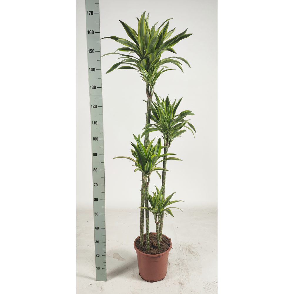 Dracaena lemon lime 120 90 60 30 170cm.