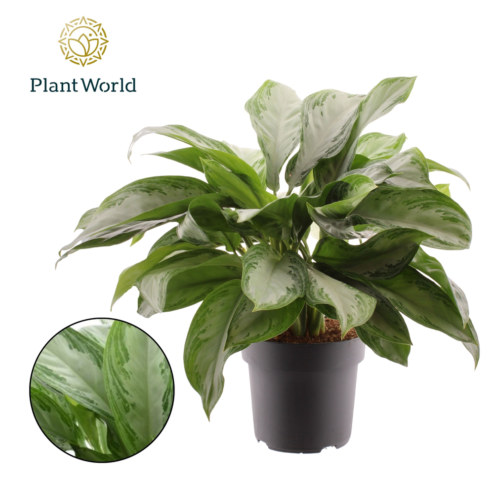 Aglaonema Silver Bay (Decorum).