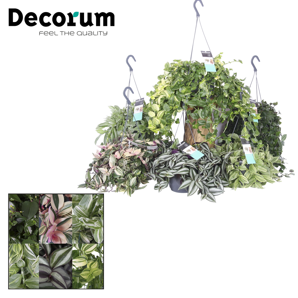 Tradescantia Gemengd.