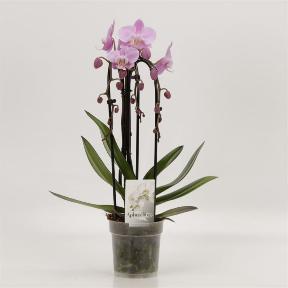 Phalaenopsis Elegant Cascade Cascades Triboga Roze.