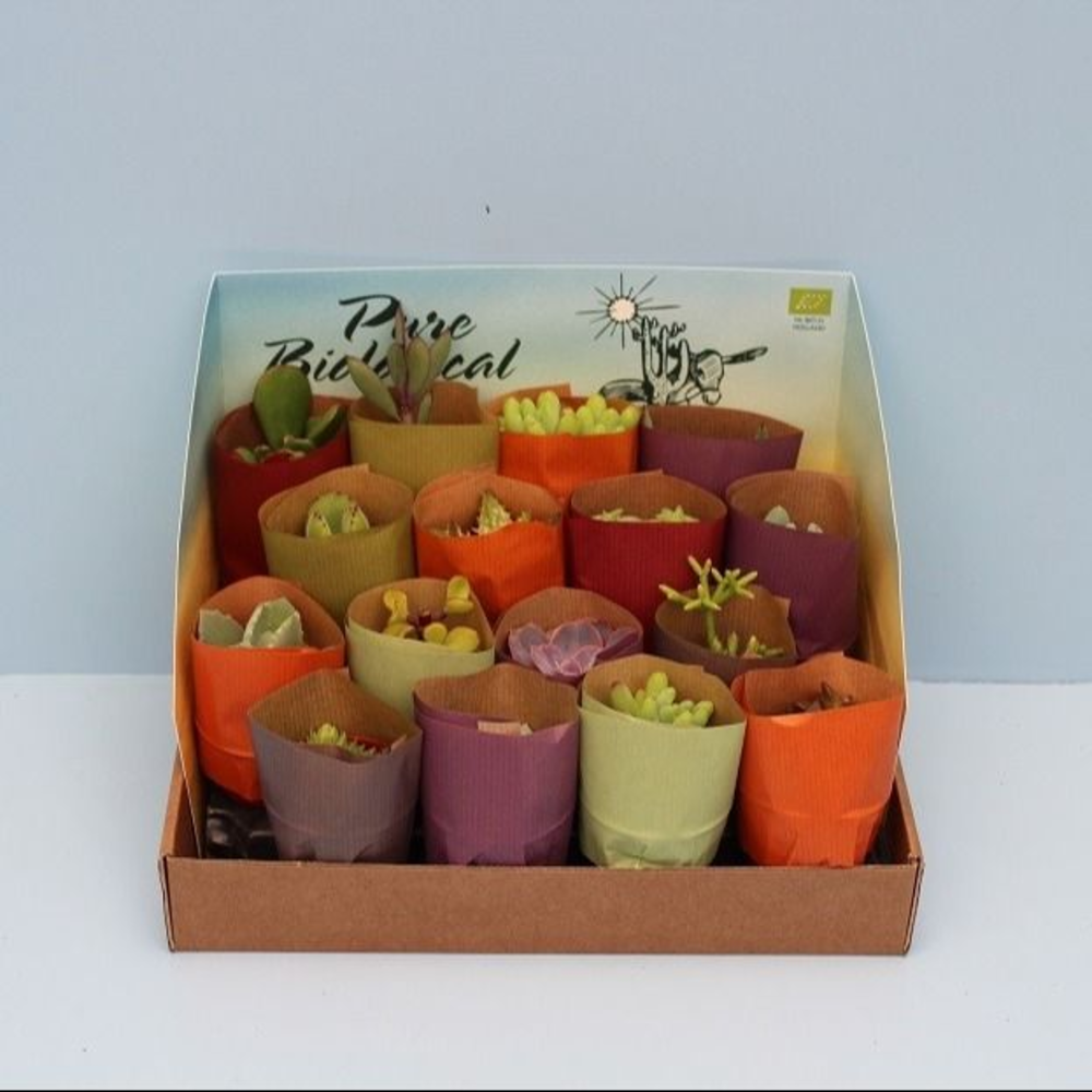 Bio Succulenten in papier 214-INPAP.