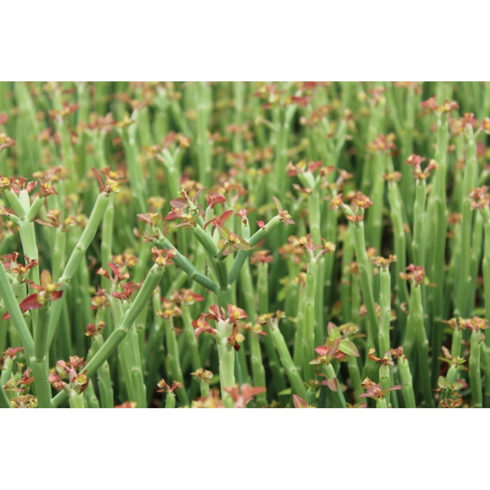 Bio Euphorbia phosphorea 310-PH15.