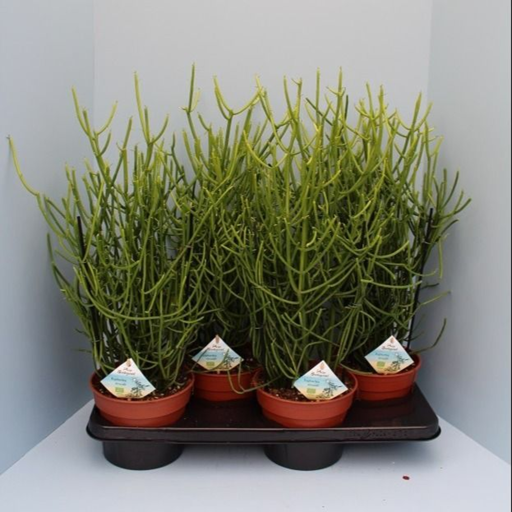 Bio Euphorbia tirucalli 30-TIRU17.