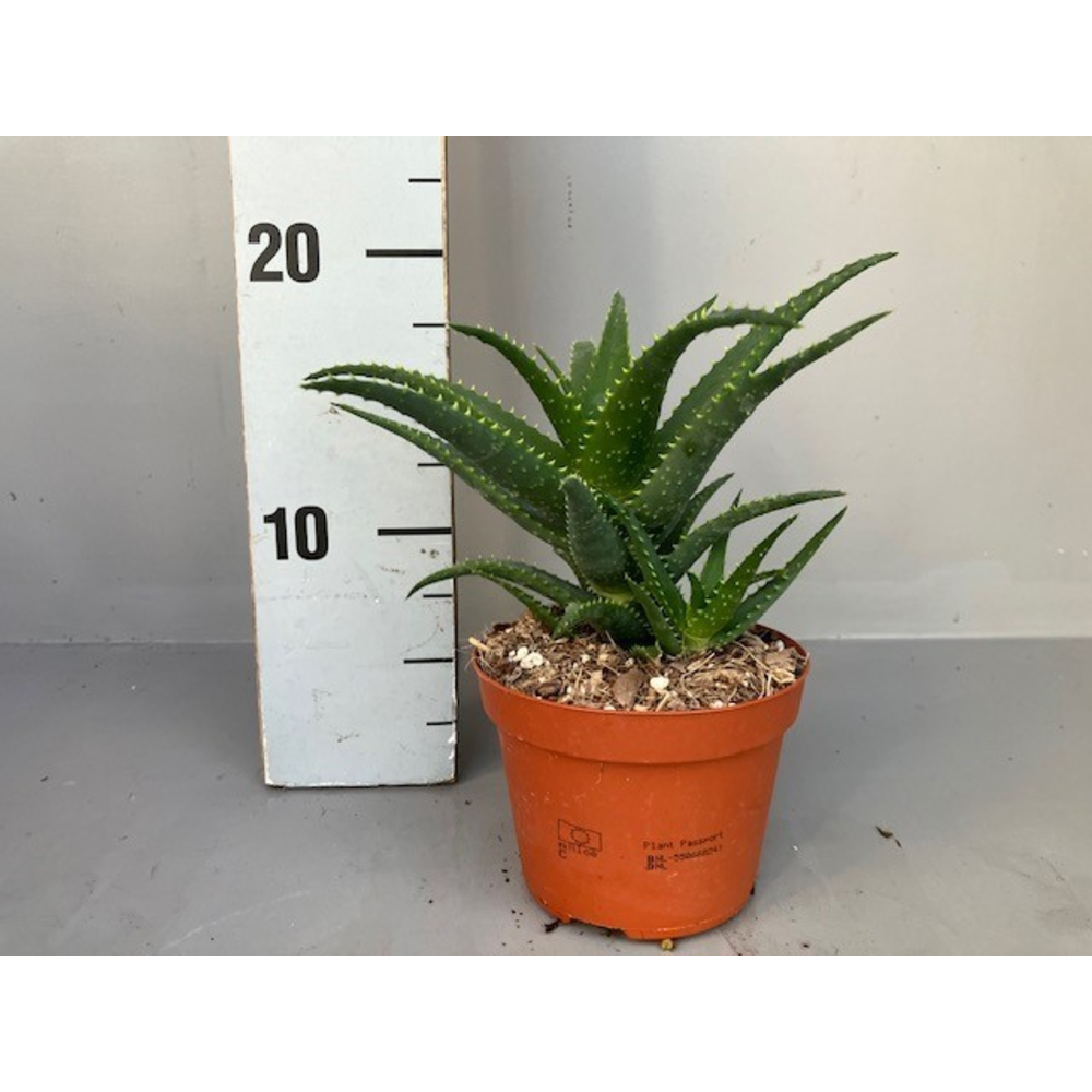 Aloe arborescens 10.5.