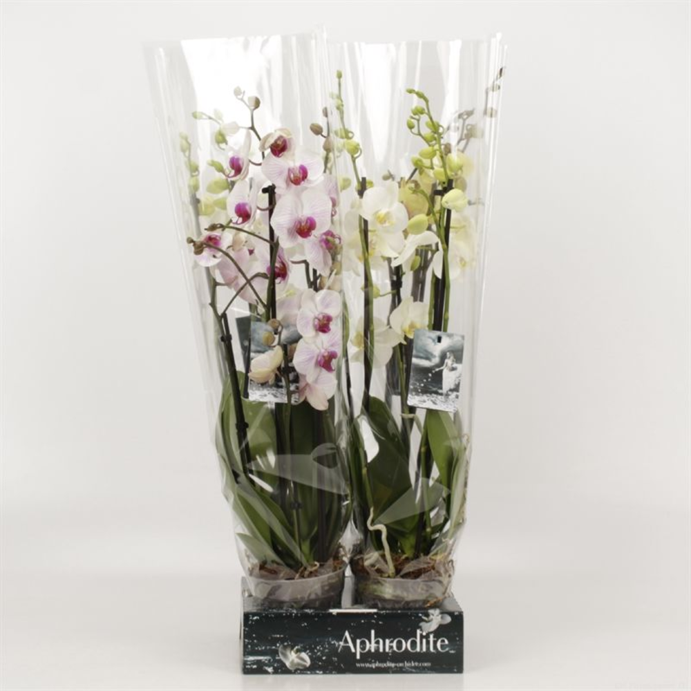 Phalaenopsis gemengd 5 tak gemengd Goddess.