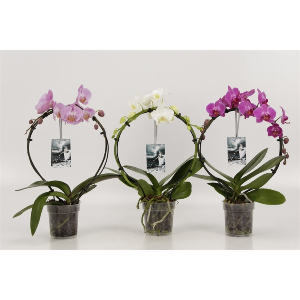 Phalaenopsis overig Rondella gemengd Goddess.