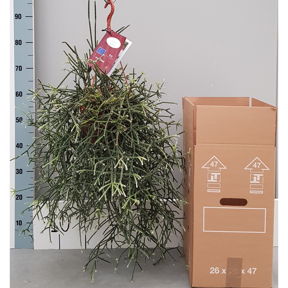 Rhipsalis Pilocarpa 20cm.