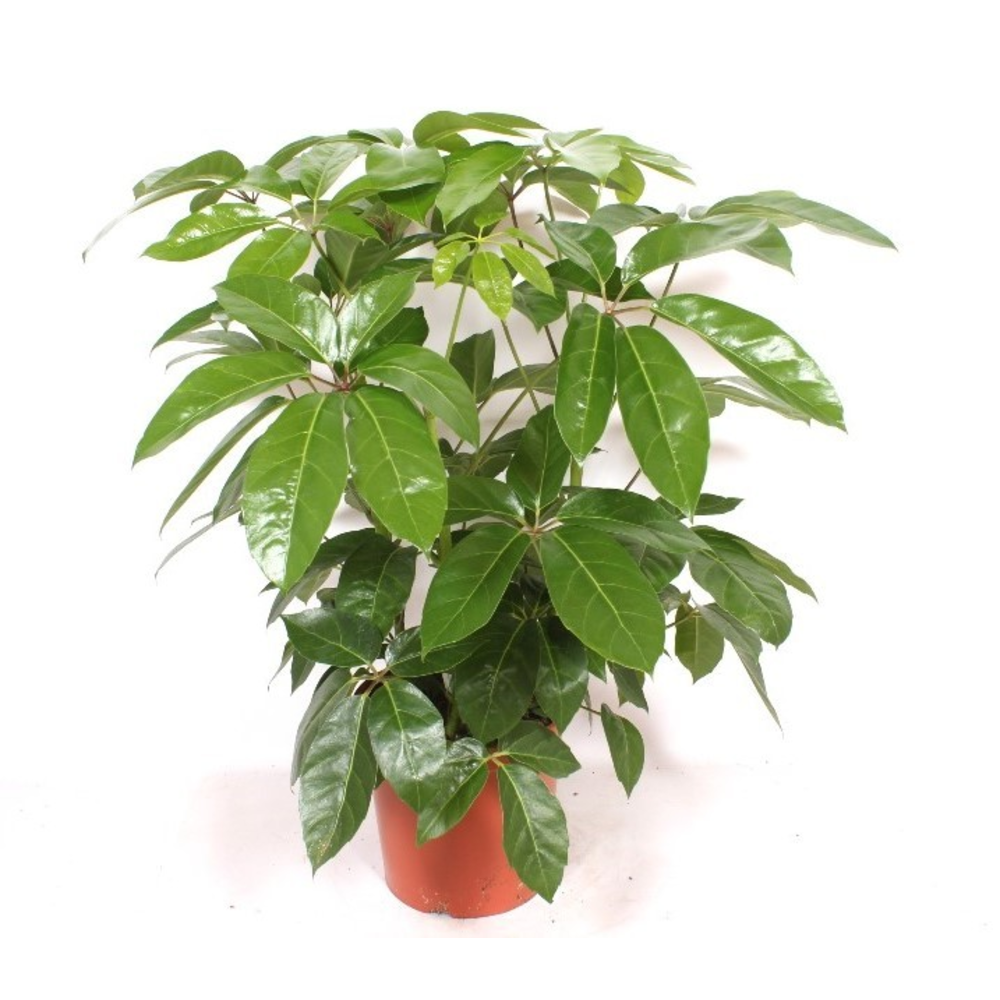 Schefflera actinophylla ' Amate’.
