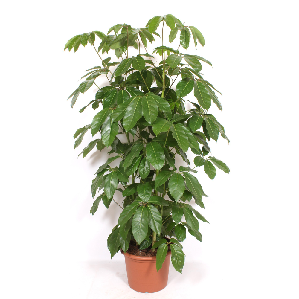 Schefflera actinophylla 'Amate'.