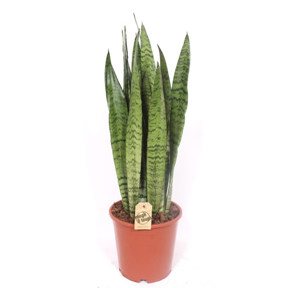 Sansevieria zeylanica.