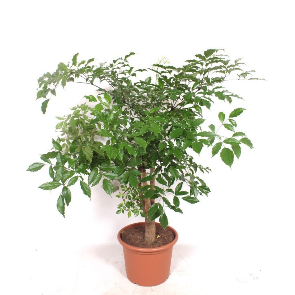 Heteropanax chinensis.