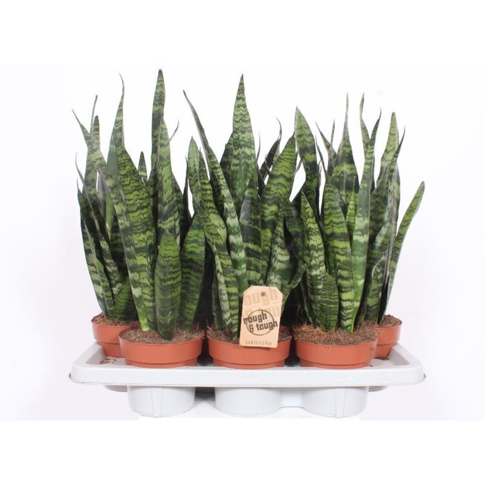 Sansevieria Black Coral.