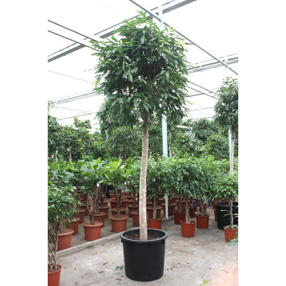 Ficus Amstel King.