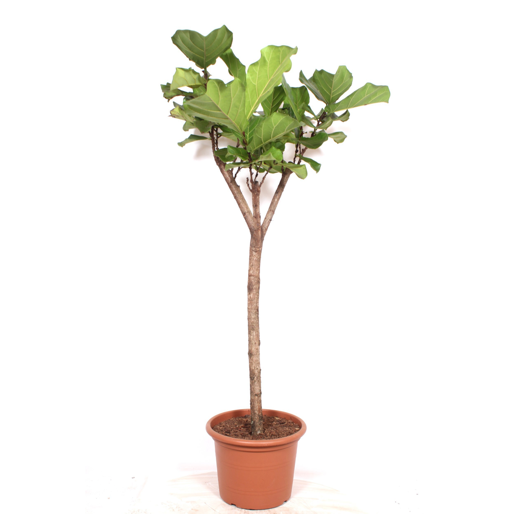 Ficus lyrata.