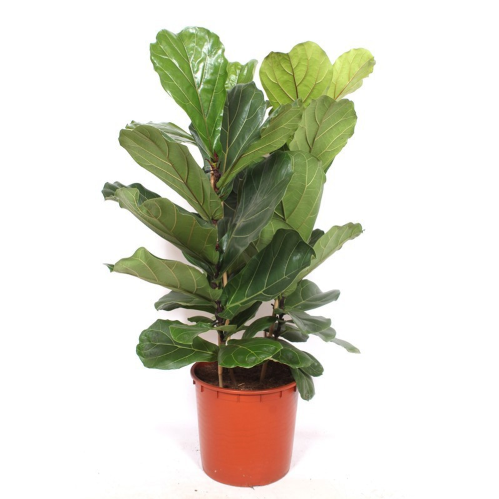 Ficus lyrata 3 per pot.