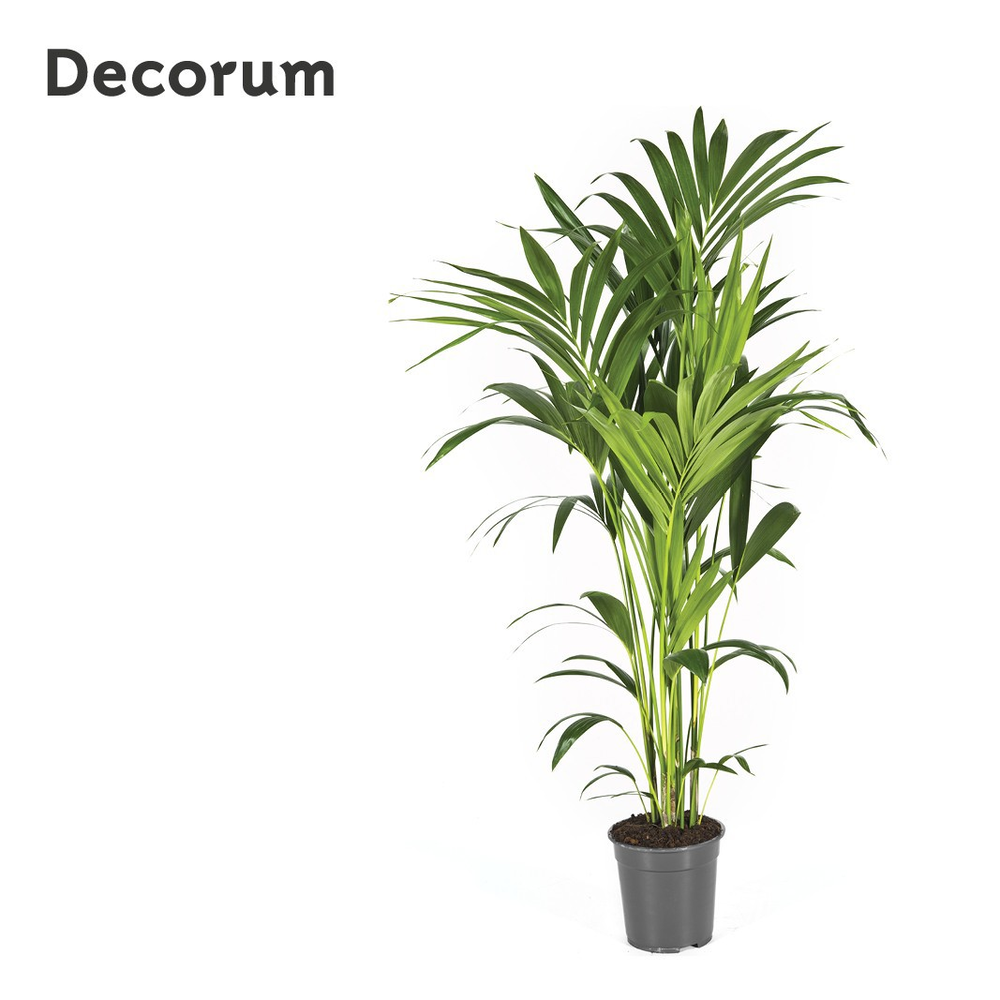 Howea forsteriana 130cm (Kentia).