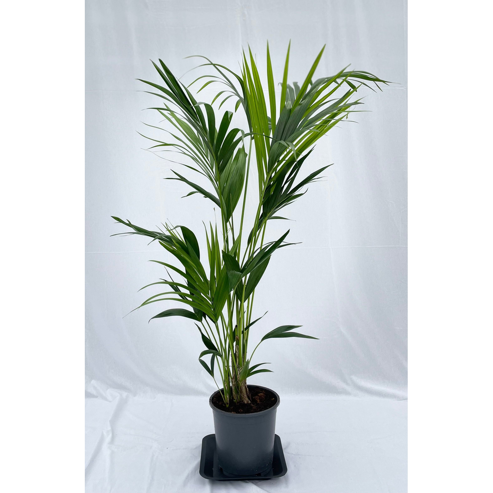 Howea forsteriana 140cm (Kentia).