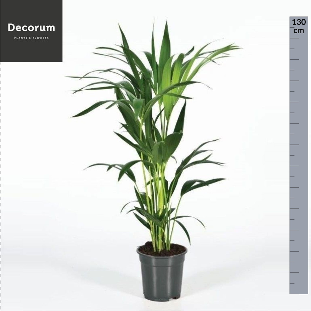 Howea forsteriana 130cm (Kentia).