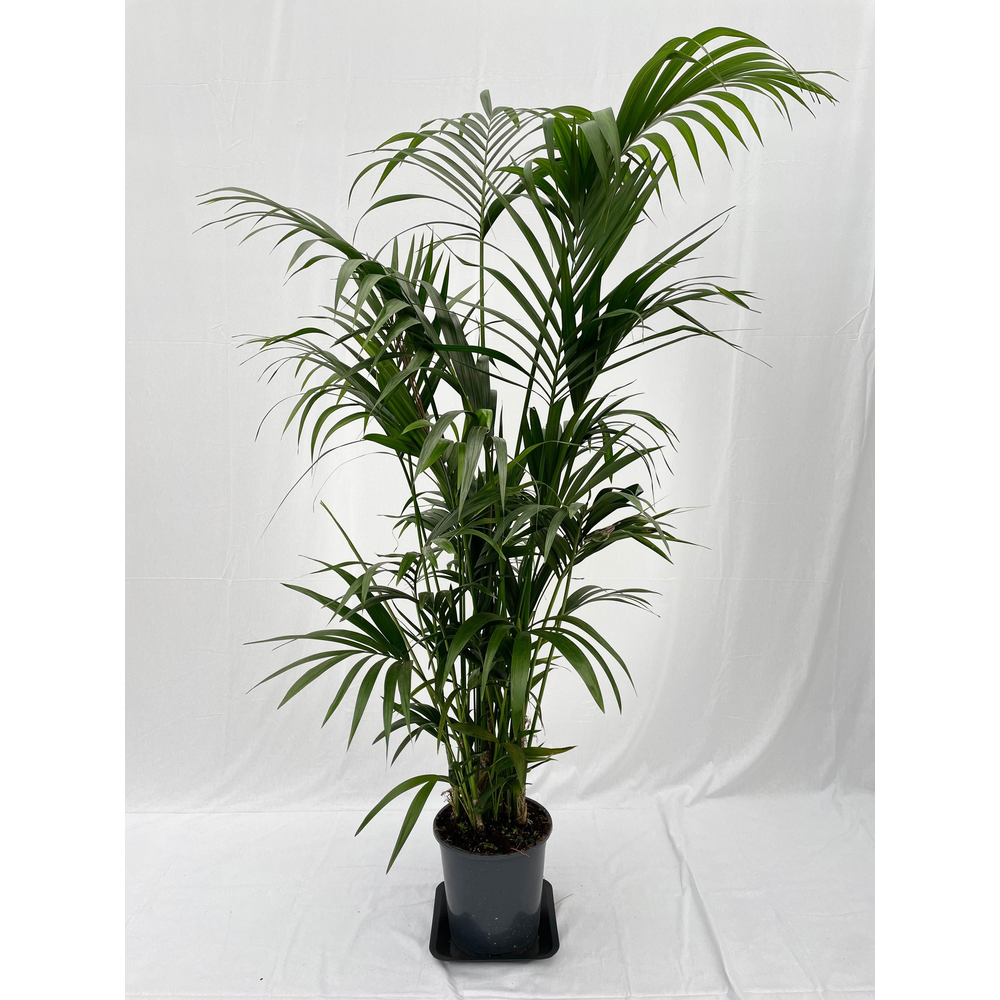 Howea forsteriana 170cm (Kentia).