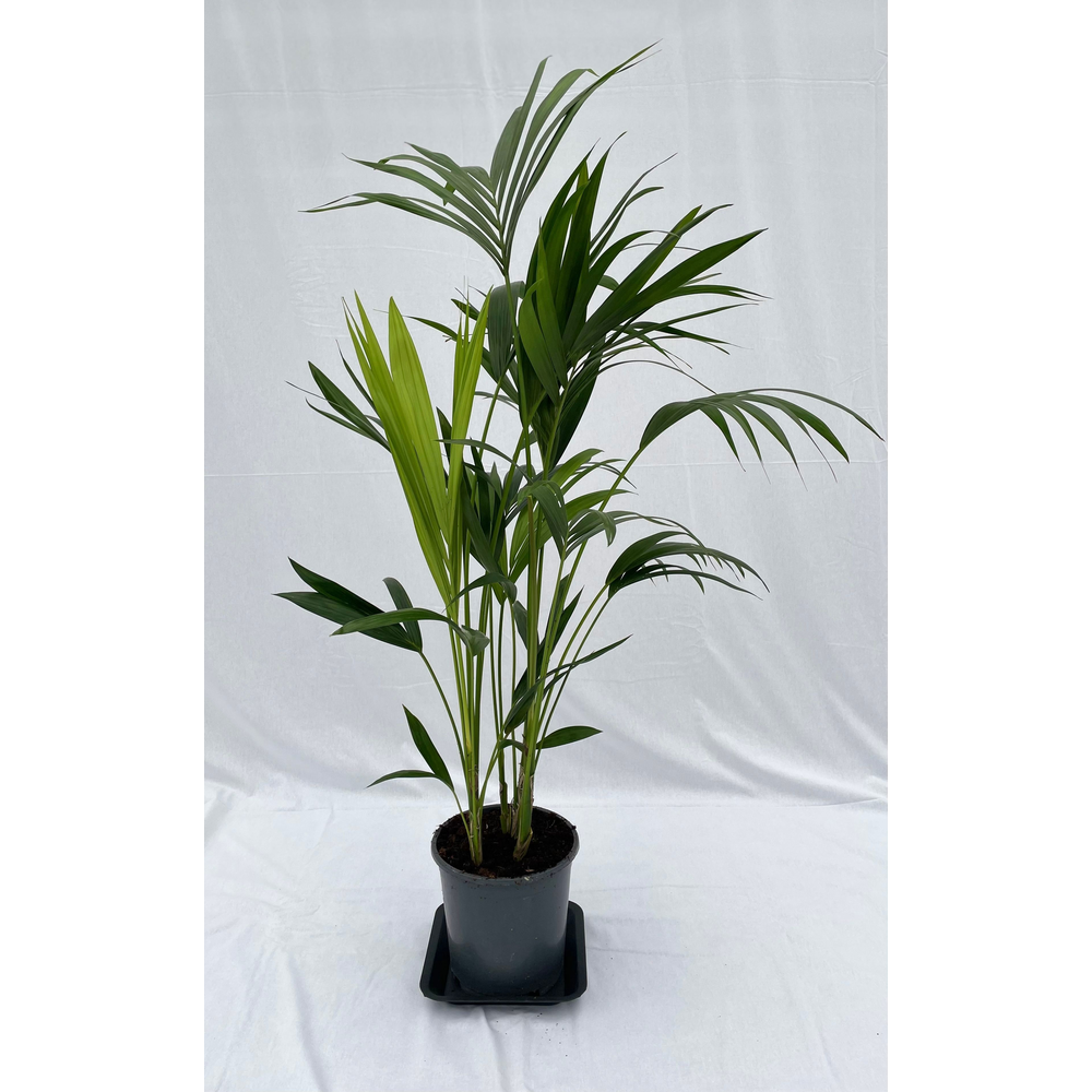 Howea forsteriana 120cm (Kentia).
