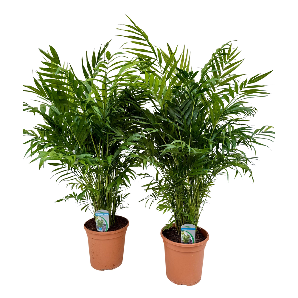 Chamaedorea elegans P20.