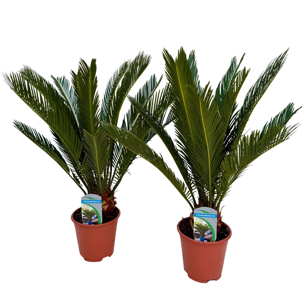 Cycas revoluta P14.