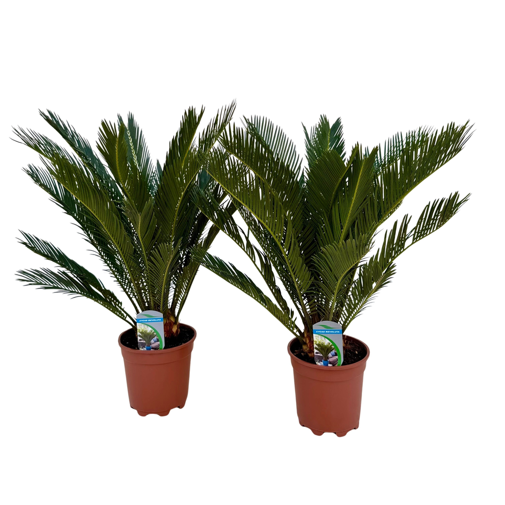 Cycas revoluta P17.