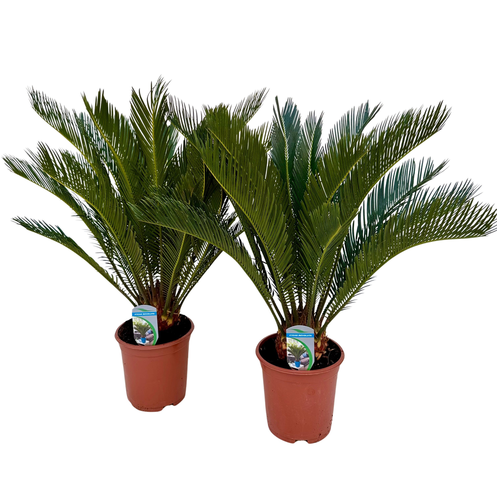 Cycas revoluta P19.