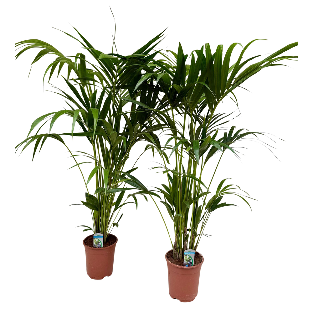 Howea forsteriana P21 H150.