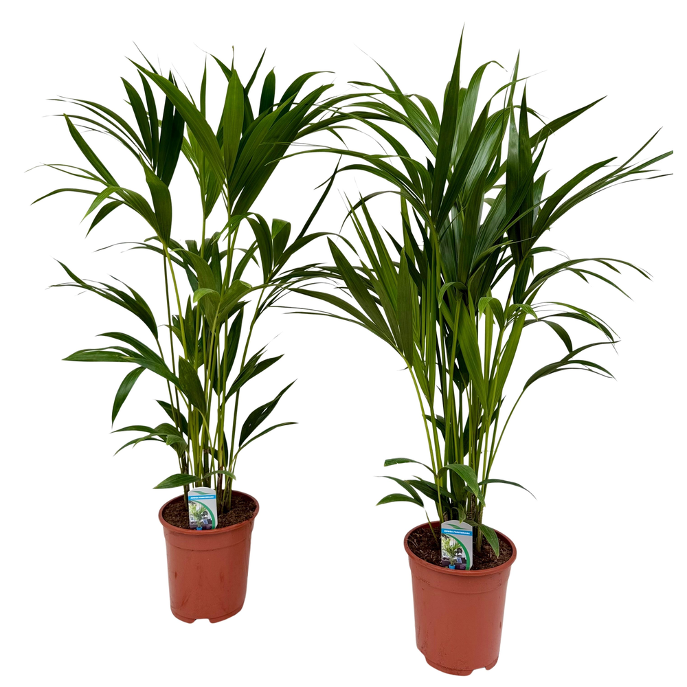 Howea forsteriana P18.