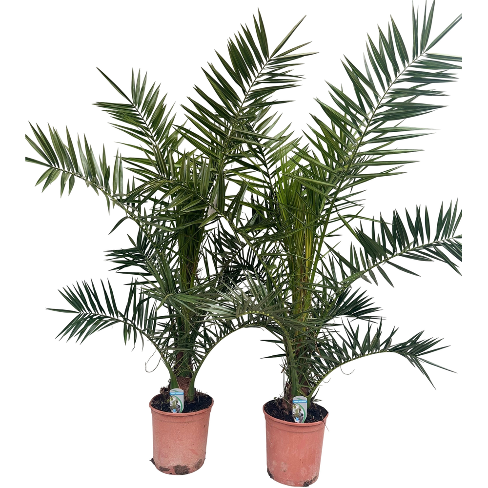 Phoenix canariensis P26 H170.