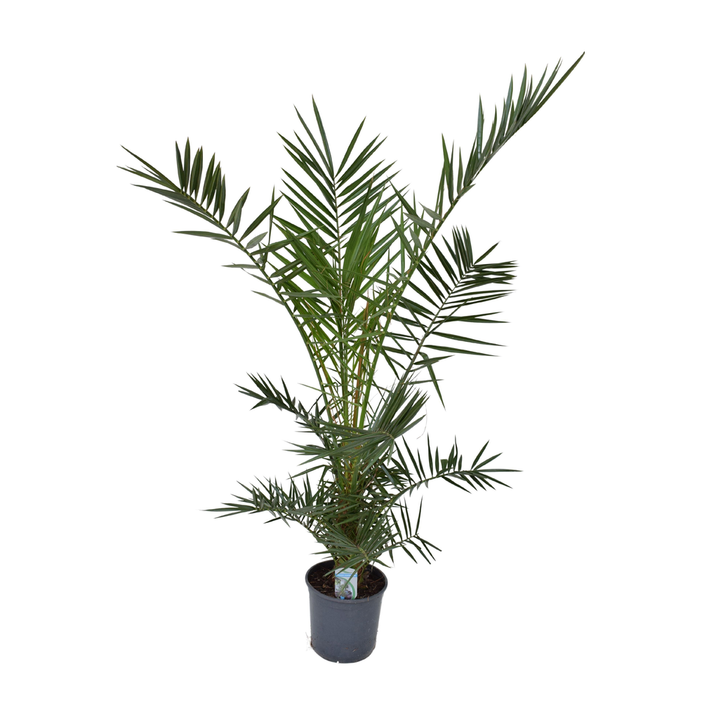 Phoenix canariensis P21 H150.