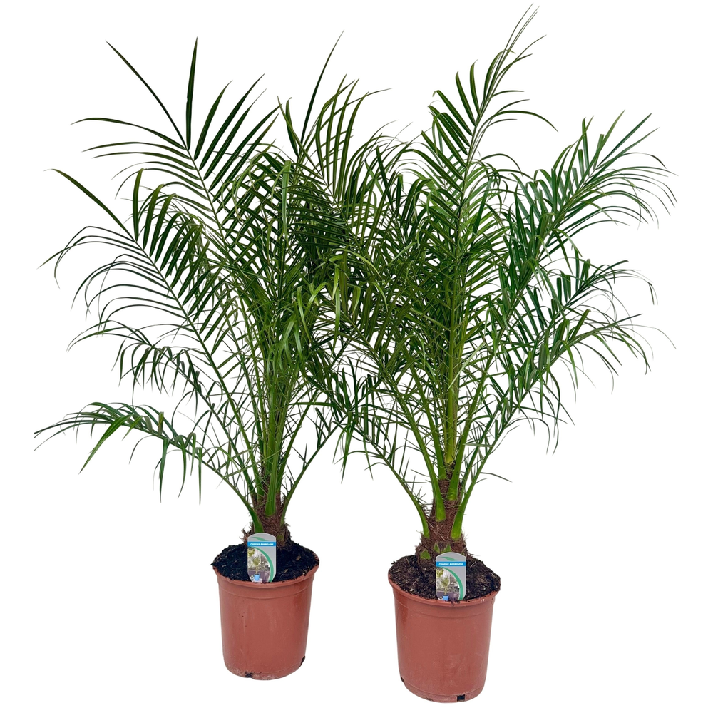 Phoenix roebelenii P21.