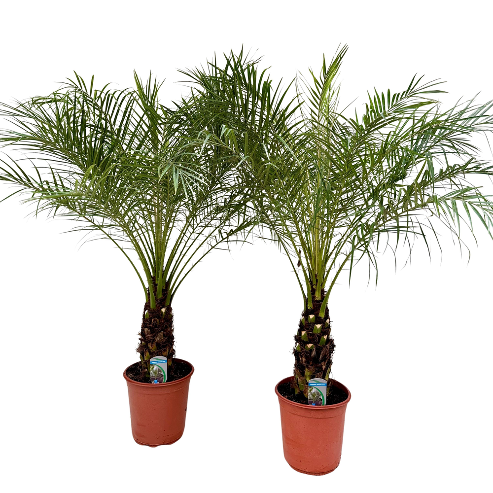 Phoenix roebelenii P24.