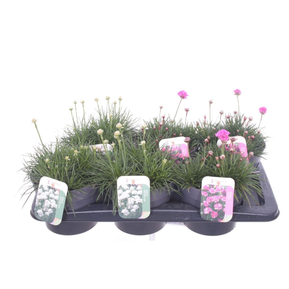Armeria maritima mix.