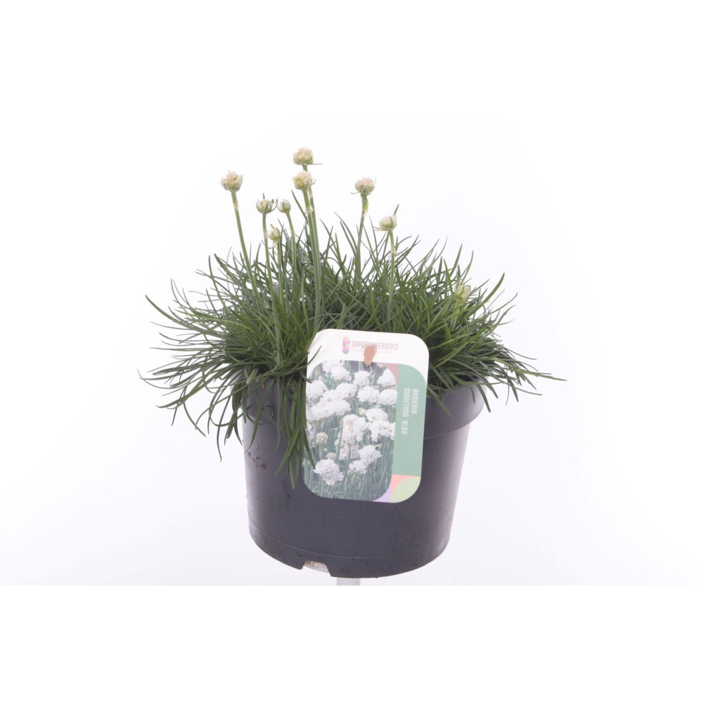 Armeria maritima Alba.