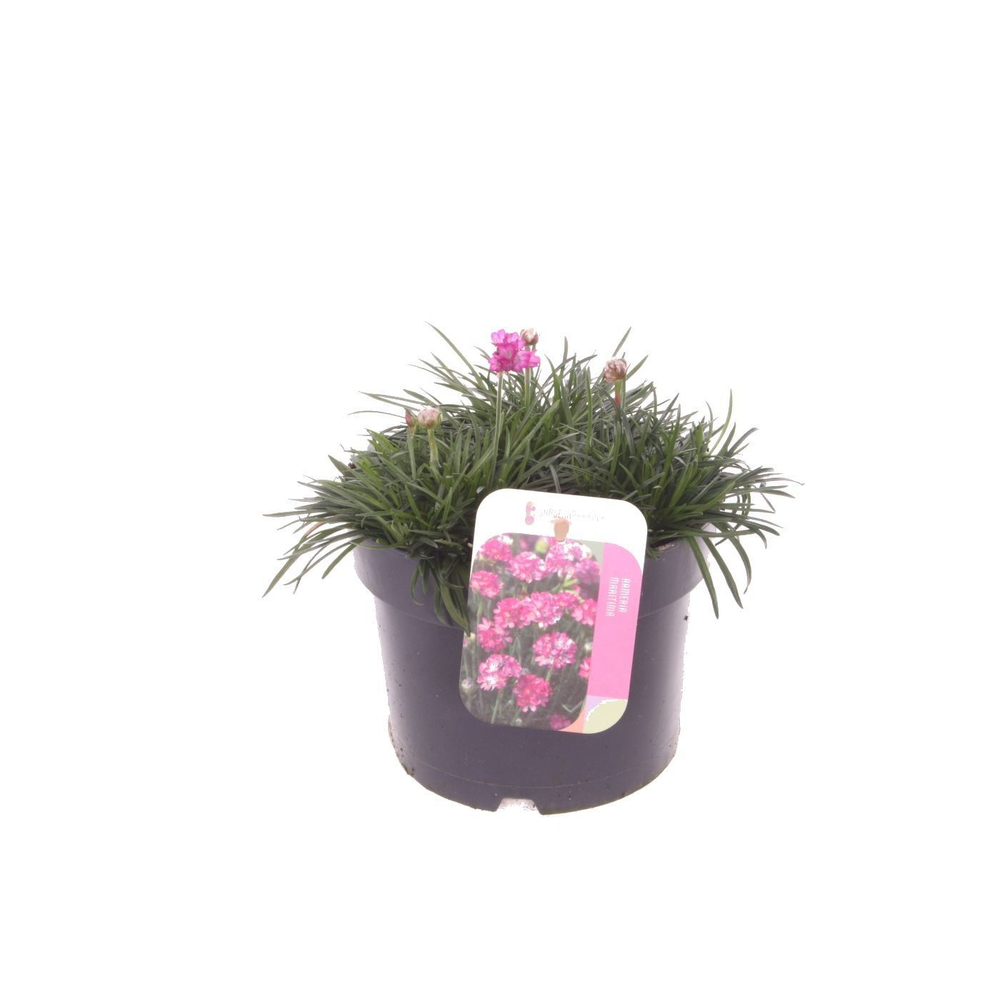 Armeria maritima Splendens.