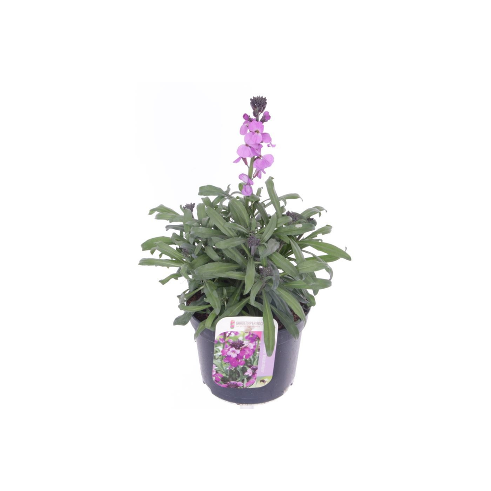 Erysimum lin. Bowles Mauve.