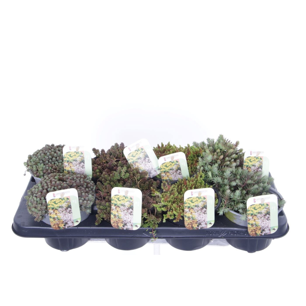 Sedum mix in tray.