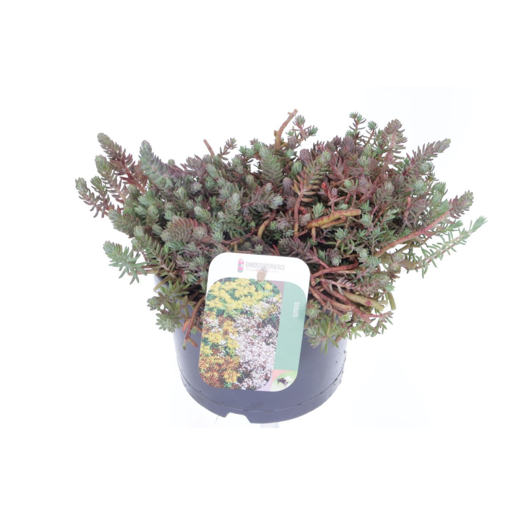 Sedum reflexum.