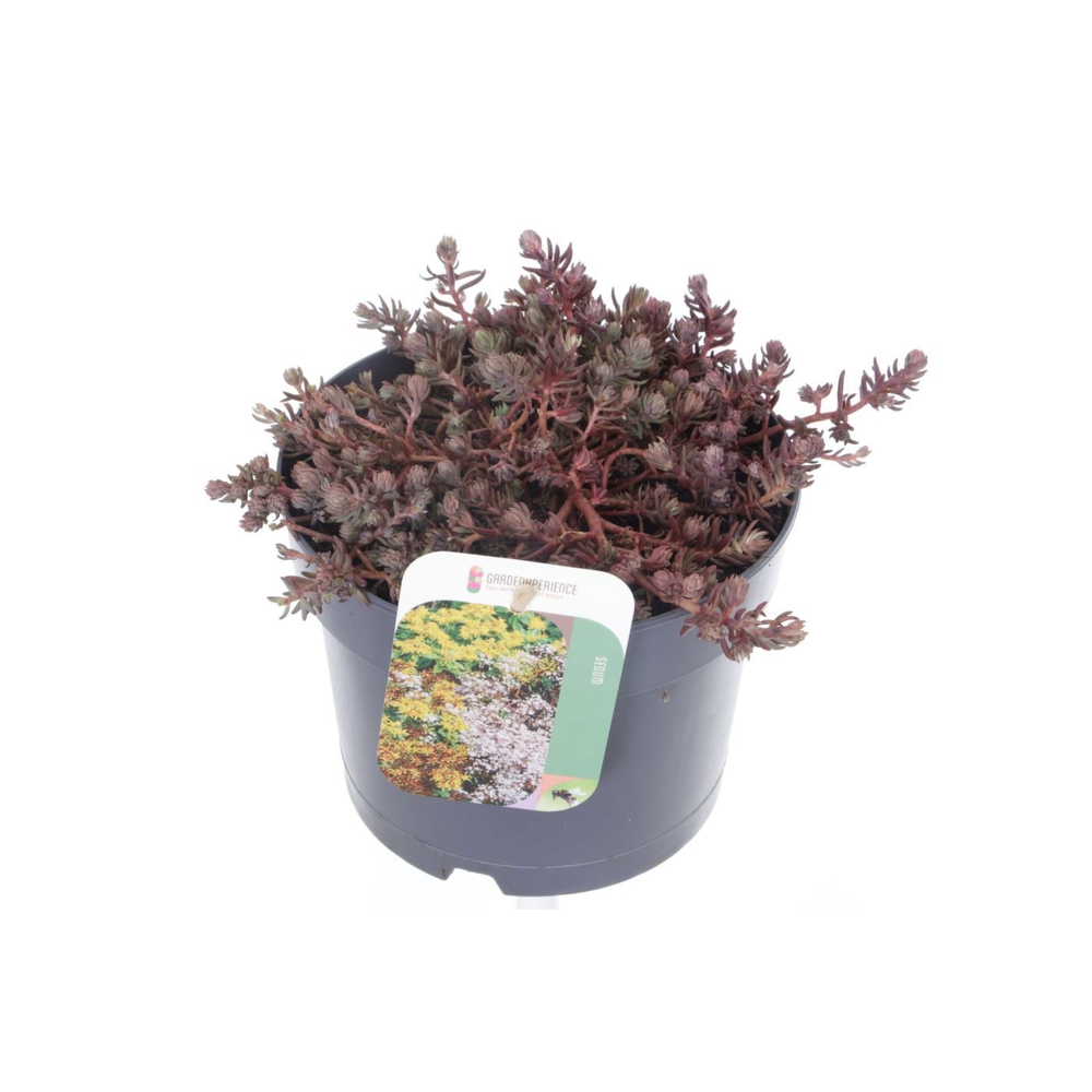 Sedum reflexum.