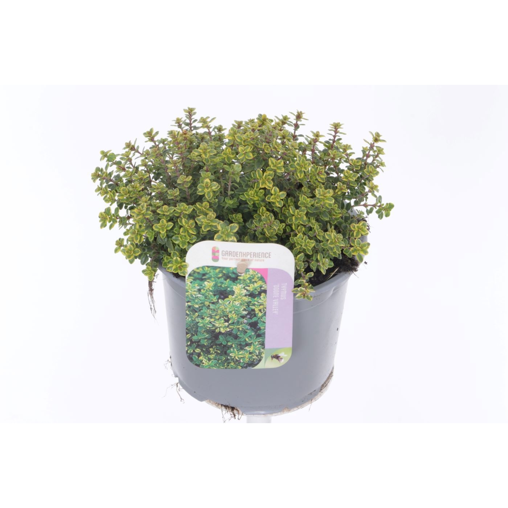 Thymus citr. Doone Valley.