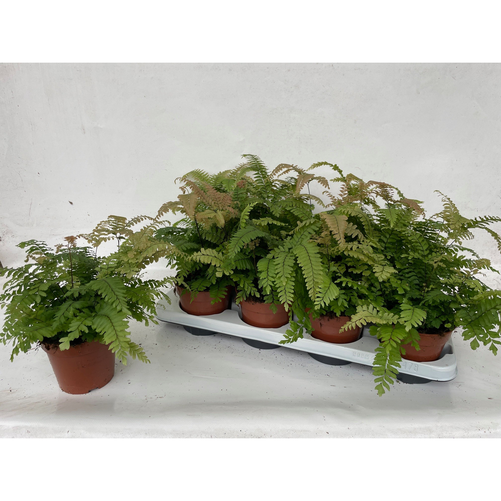 Adiantum 'Bronze Venus'.