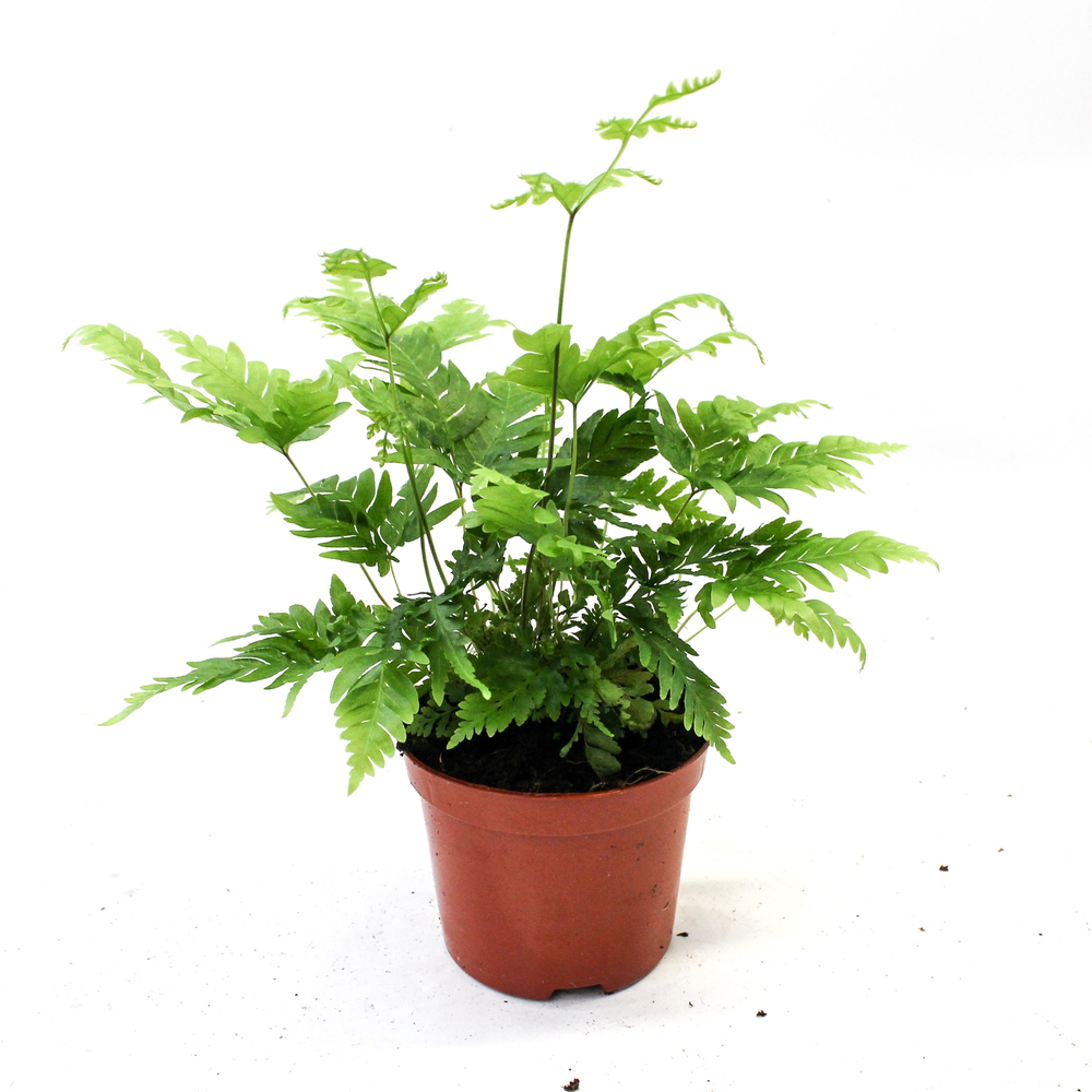 Pteris Fauriei.